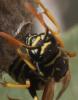 Polistes dominula